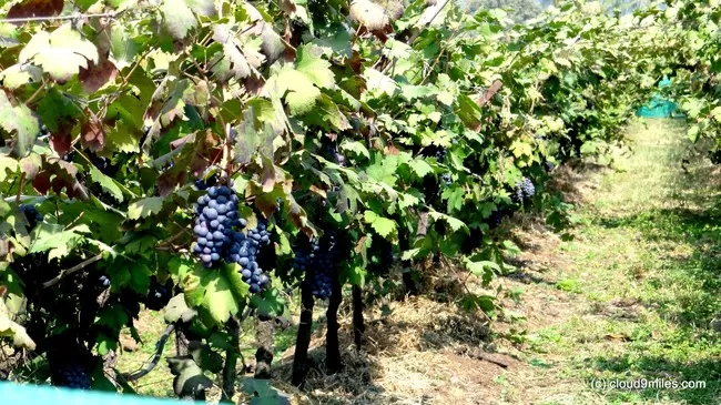 Photo of Sula Vineyards, Nashik, Maharashtra, India by Cloud9miles