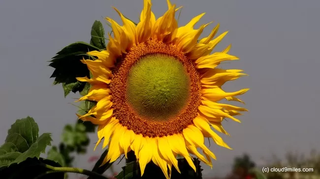 Photo of Sula Vineyards, Nashik, Maharashtra, India by Cloud9miles