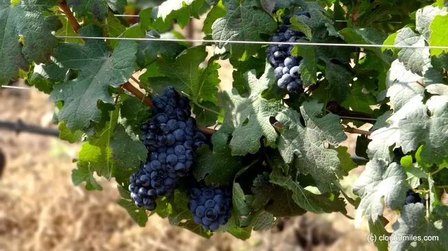Photo of Sula Vineyards, Nashik, Maharashtra, India by Cloud9miles