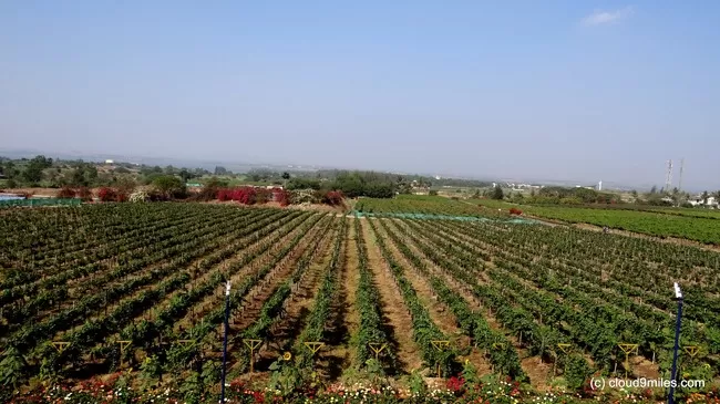 Photo of Sula Vineyards, Nashik, Maharashtra, India by Cloud9miles