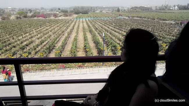 Photo of Sula Vineyards, Nashik, Maharashtra, India by Cloud9miles