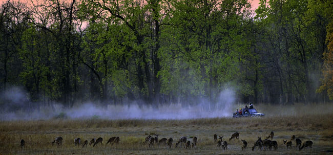 Photo of Why A Journey Into The Wild Is Exactly What You Need Right Now by Trisha Singh