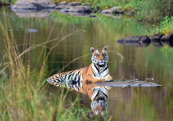 Photo of Why A Journey Into The Wild Is Exactly What You Need Right Now by Trisha Singh