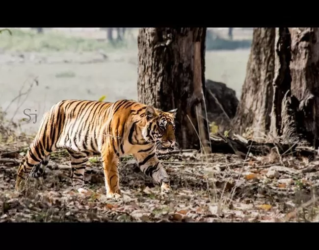 Photo of Kanha National Park, Mandla, Madhya Pradesh, India by Soumyajit Das