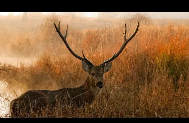 Photo of Kanha National Park, Mandla, Madhya Pradesh, India by Soumyajit Das