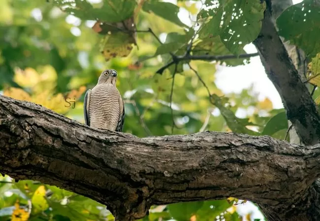 Photo of Kanha National Park, Mandla, Madhya Pradesh, India by Soumyajit Das