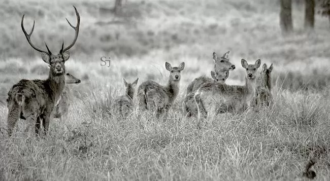 Photo of Kanha National Park, Mandla, Madhya Pradesh, India by Soumyajit Das