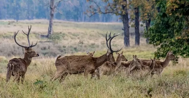 Photo of Kanha National Park, Mandla, Madhya Pradesh, India by Soumyajit Das