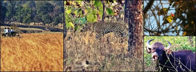 Photo of Pench Tiger Reserve, Seoni, Madhya Pradesh, India by Nerdy Adventuress