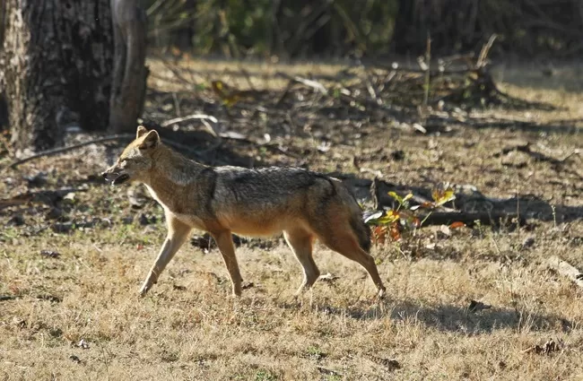 Photo of Pench Tiger Reserve, Seoni, Madhya Pradesh, India by Nerdy Adventuress