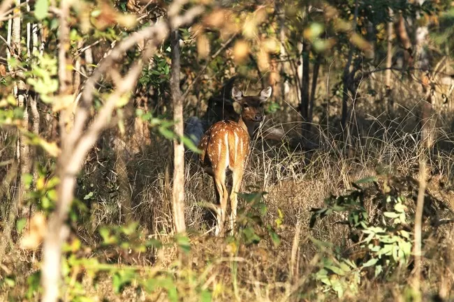Photo of Pench Tiger Reserve, Seoni, Madhya Pradesh, India by Nerdy Adventuress