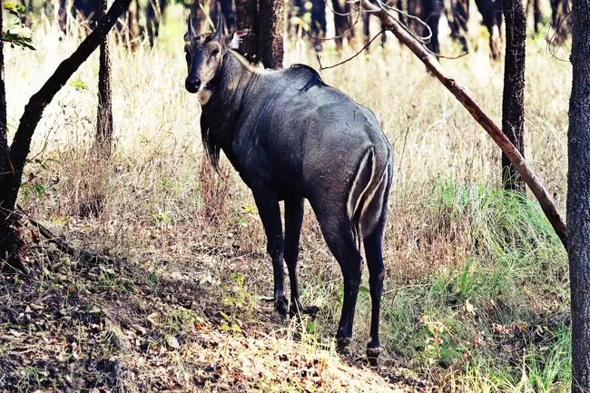 Photo of Pench Tiger Reserve, Seoni, Madhya Pradesh, India by Nerdy Adventuress
