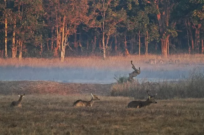 Photo of Pench Tiger Reserve, Seoni, Madhya Pradesh, India by Nerdy Adventuress