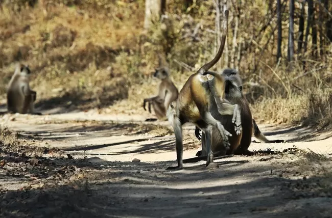 Photo of Pench Tiger Reserve, Seoni, Madhya Pradesh, India by Nerdy Adventuress
