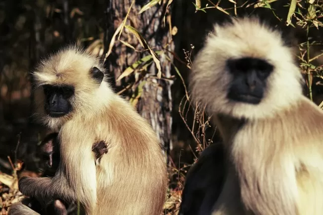 Photo of Pench Tiger Reserve, Seoni, Madhya Pradesh, India by Nerdy Adventuress