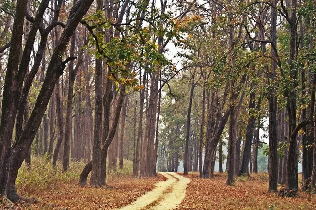 Photo of Pench Tiger Reserve, Seoni, Madhya Pradesh, India by Nerdy Adventuress
