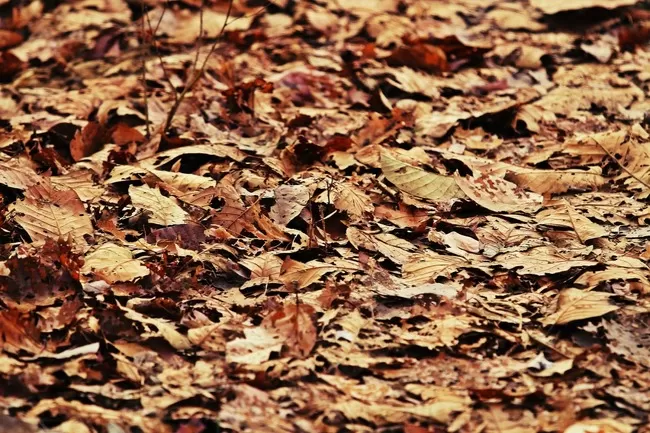 Photo of Pench Tiger Reserve, Seoni, Madhya Pradesh, India by Nerdy Adventuress