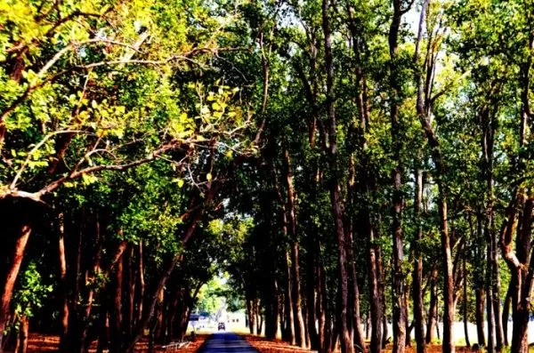 Photo of Kanha National Park, Mandla, Madhya Pradesh, India by Ashish Kumar
