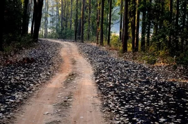 Photo of Kanha National Park, Mandla, Madhya Pradesh, India by Ashish Kumar
