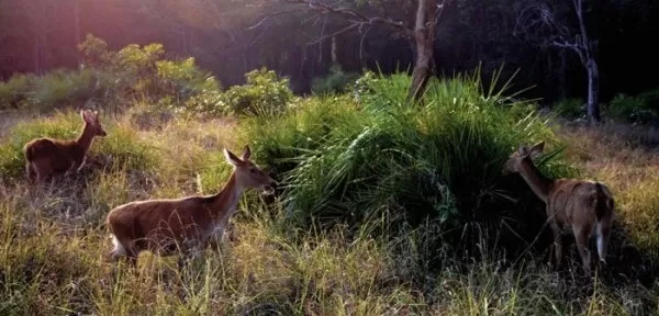 Photo of Kanha National Park, Mandla, Madhya Pradesh, India by Ashish Kumar