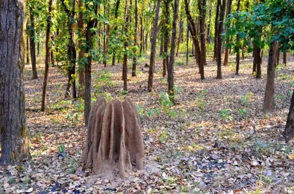 Photo of Kanha National Park, Mandla, Madhya Pradesh, India by Ashish Kumar