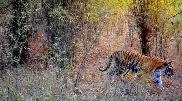 Photo of Kanha National Park, Mandla, Madhya Pradesh, India by Ashish Kumar
