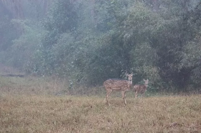 Photo of Kanha National Park, Mandla, Madhya Pradesh, India by Dipti Gavit