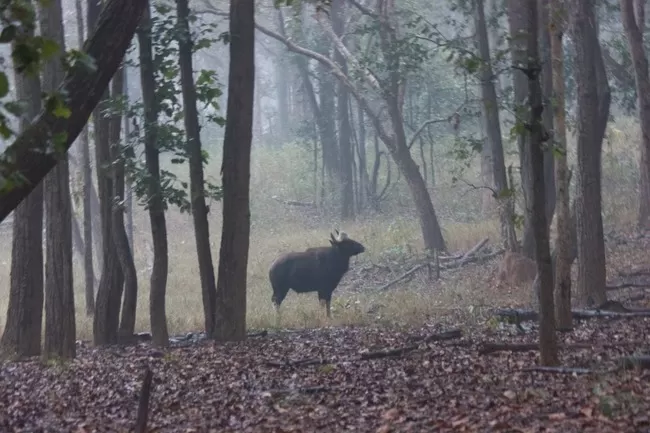 Photo of Kanha National Park, Mandla, Madhya Pradesh, India by Dipti Gavit