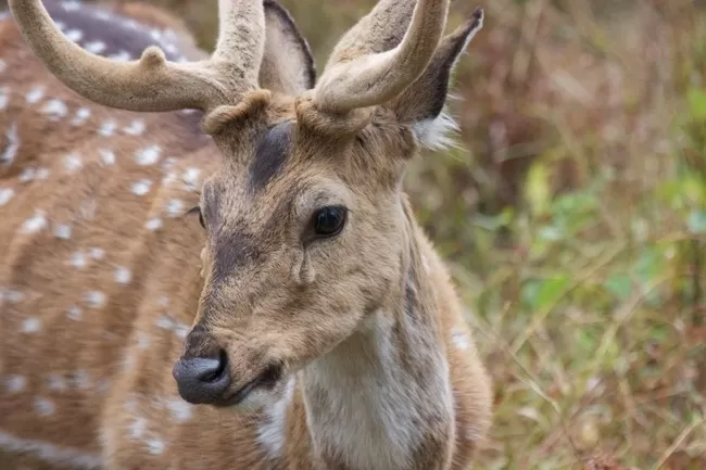 Photo of Kanha National Park, Mandla, Madhya Pradesh, India by Dipti Gavit