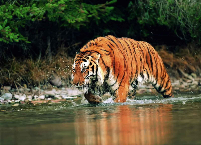 Photo of Manas National Park, Barpeta, Assam, India by Mridul Gogoi