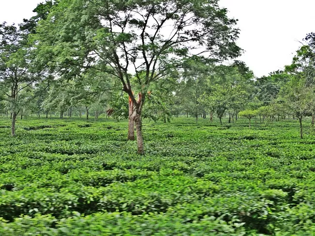 Photo of Buxa Tiger Reserve, Buxa Forest, West Bengal, India by Mustak Ali