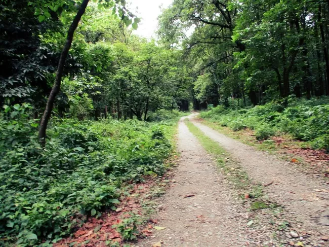 Photo of Buxa Tiger Reserve, Buxa Forest, West Bengal, India by Mustak Ali