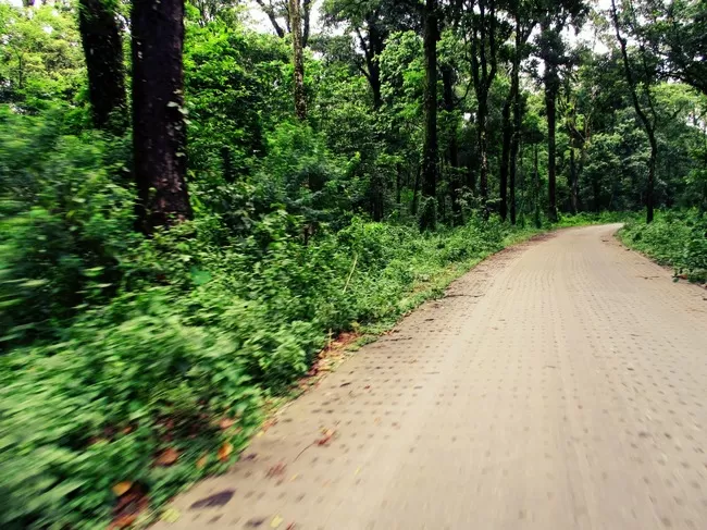 Photo of Buxa Tiger Reserve, Buxa Forest, West Bengal, India by Mustak Ali
