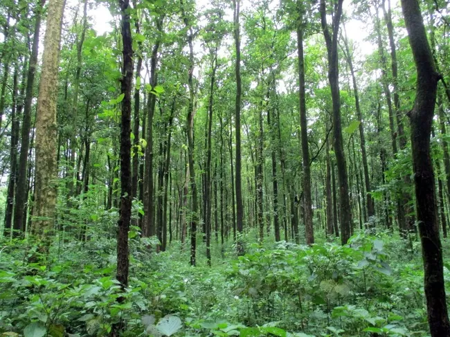 Photo of Buxa Tiger Reserve, Buxa Forest, West Bengal, India by Mustak Ali