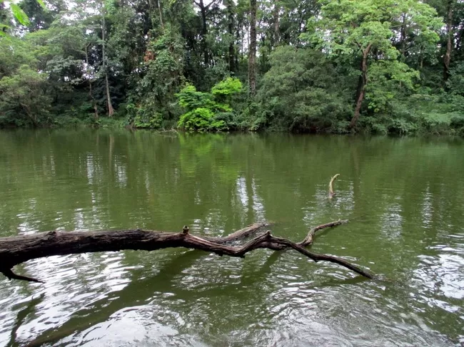 Photo of Buxa Tiger Reserve, Buxa Forest, West Bengal, India by Mustak Ali