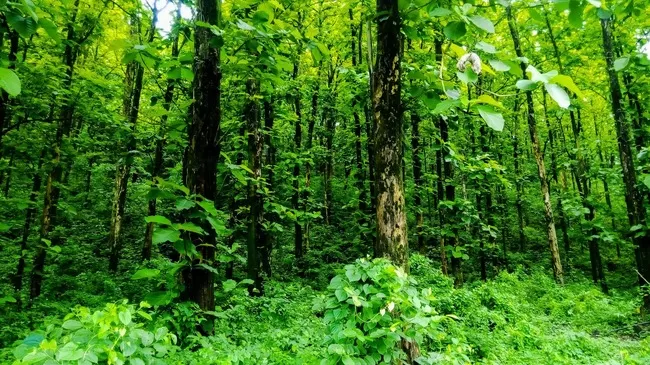 Photo of Buxa Tiger Reserve, Buxa Forest, West Bengal, India by Mustak Ali
