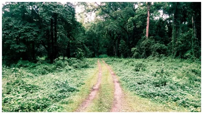 Photo of Buxa Tiger Reserve, Buxa Forest, West Bengal, India by Mustak Ali