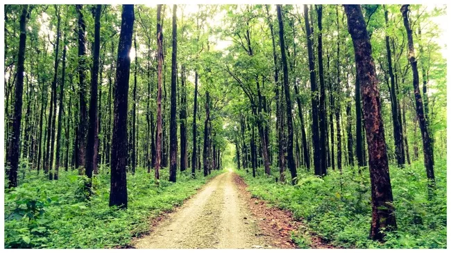 Photo of Buxa Tiger Reserve, Buxa Forest, West Bengal, India by Mustak Ali