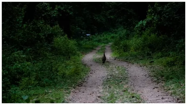 Photo of Buxa Tiger Reserve, Buxa Forest, West Bengal, India by Mustak Ali