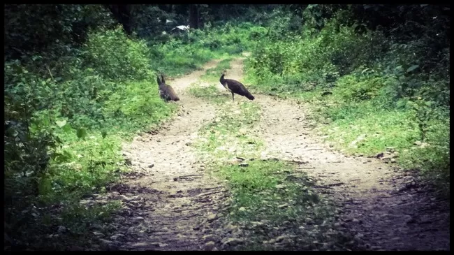 Photo of Buxa Tiger Reserve, Buxa Forest, West Bengal, India by Mustak Ali