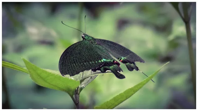 Photo of Buxa Tiger Reserve, Buxa Forest, West Bengal, India by Mustak Ali