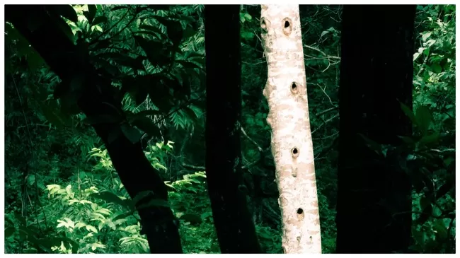 Photo of Buxa Tiger Reserve, Buxa Forest, West Bengal, India by Mustak Ali
