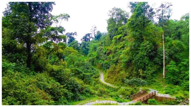 Photo of Buxa Tiger Reserve, Buxa Forest, West Bengal, India by Mustak Ali