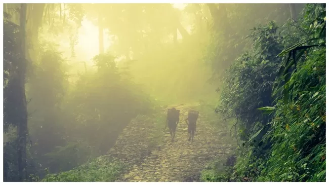 Photo of Buxa Tiger Reserve, Buxa Forest, West Bengal, India by Mustak Ali
