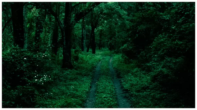 Photo of Buxa Tiger Reserve, Buxa Forest, West Bengal, India by Mustak Ali