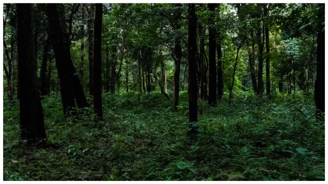 Photo of Buxa Tiger Reserve, Buxa Forest, West Bengal, India by Mustak Ali