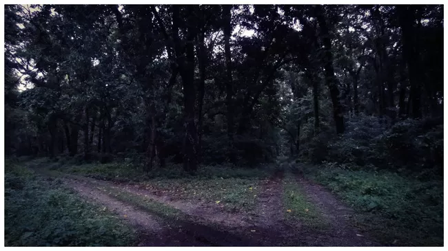 Photo of Buxa Tiger Reserve, Buxa Forest, West Bengal, India by Mustak Ali