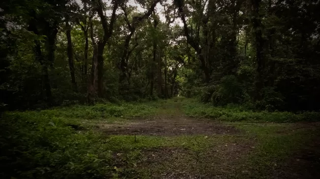 Photo of Buxa Tiger Reserve, Buxa Forest, West Bengal, India by Mustak Ali