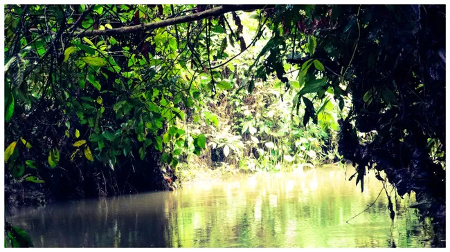 Photo of Buxa Tiger Reserve, Buxa Forest, West Bengal, India by Mustak Ali