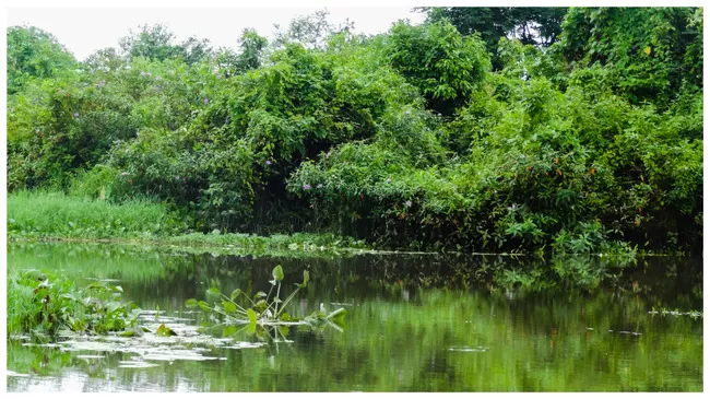 Photo of Buxa Tiger Reserve, Buxa Forest, West Bengal, India by Mustak Ali